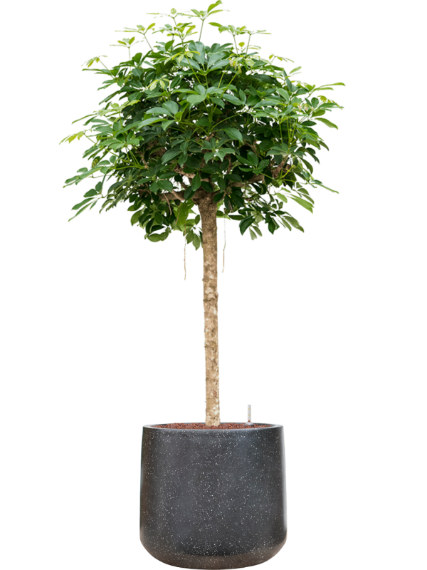 Schefflera arboricola 'Compacta' en Baq Terrazzo