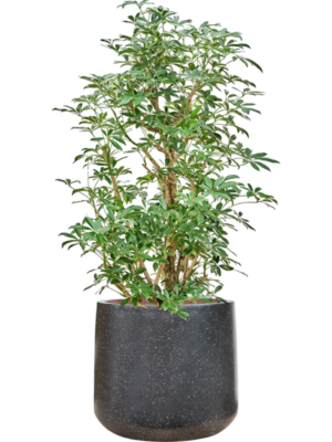 Schefflera arboricola 'Compacta' en Baq Terrazzo