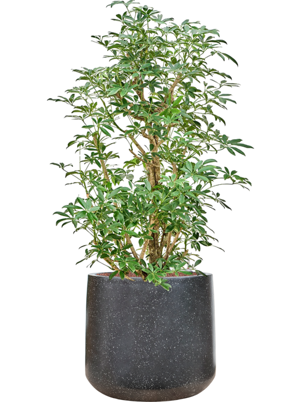 Schefflera arboricola 'Compacta' en Baq Terrazzo