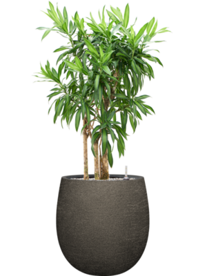 Pleomele (Dracaena) reflexa 'Song of Jamaica' en Terreno