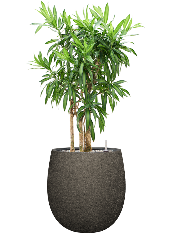 Pleomele (Dracaena) reflexa 'Song of Jamaica' en Terreno, Luca Lifestyle