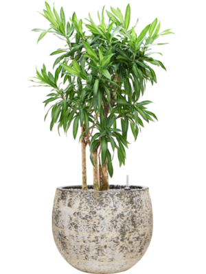 Pleomele (Dracaena) reflexa 'Song of Jamaica' en Baq Atlas