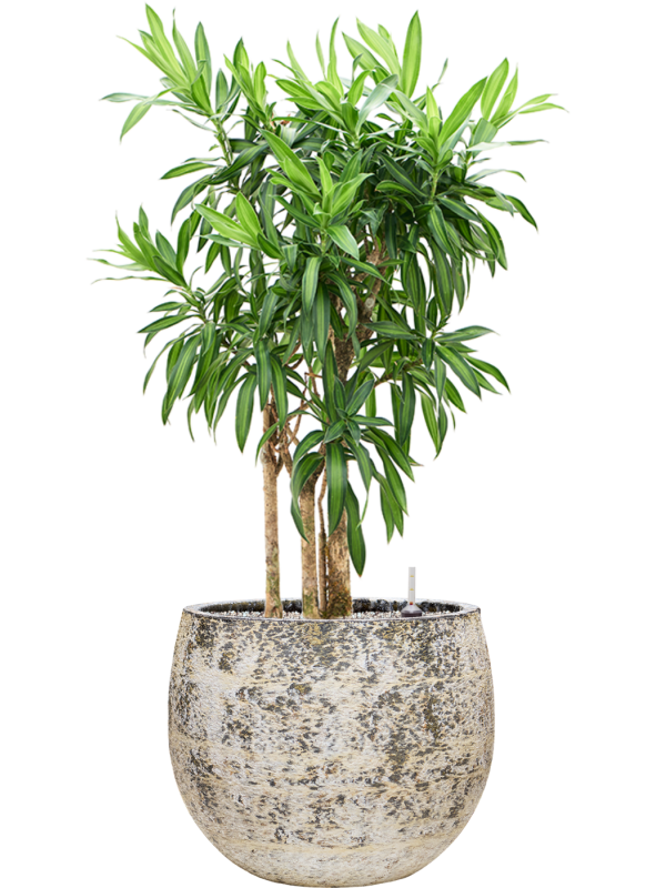 Pleomele (Dracaena) reflexa 'Song of Jamaica' en Baq Atlas
