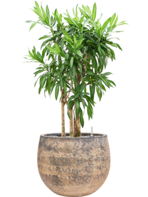 Pleomele (Dracaena) reflexa 'Song of Jamaica' en Baq Atlas
