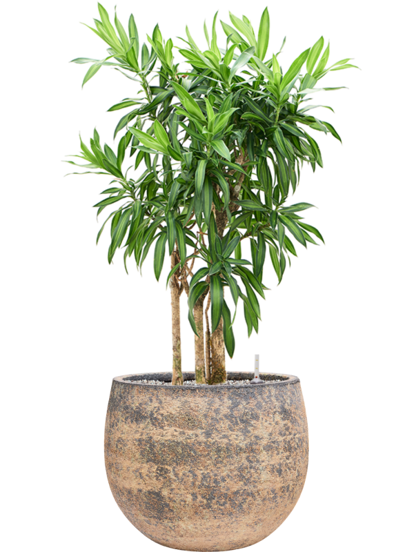 Pleomele (Dracaena) reflexa 'Song of Jamaica' en Baq Atlas