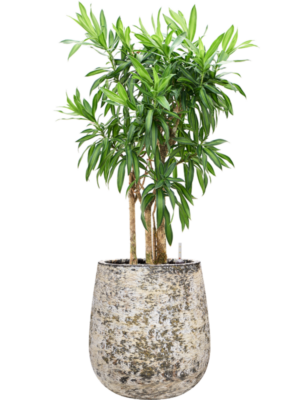Pleomele (Dracaena) reflexa 'Song of Jamaica' en Baq Atlas