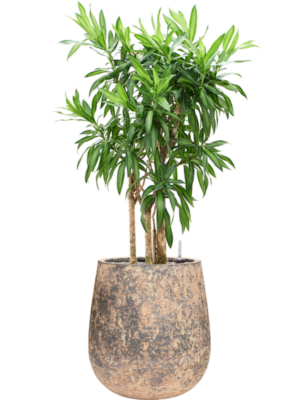 Pleomele (Dracaena) reflexa 'Song of Jamaica' en Baq Atlas