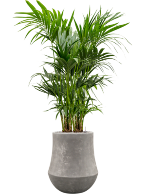 Kentia (Howea) forsteriana en Baq Polystone Coated Plain