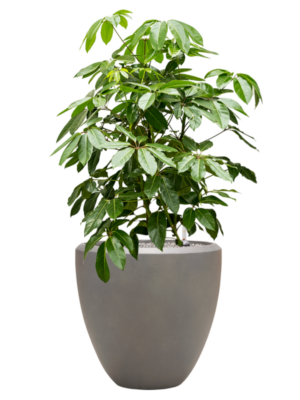 Schefflera actinophylla 'Amate' en Baq Nucast