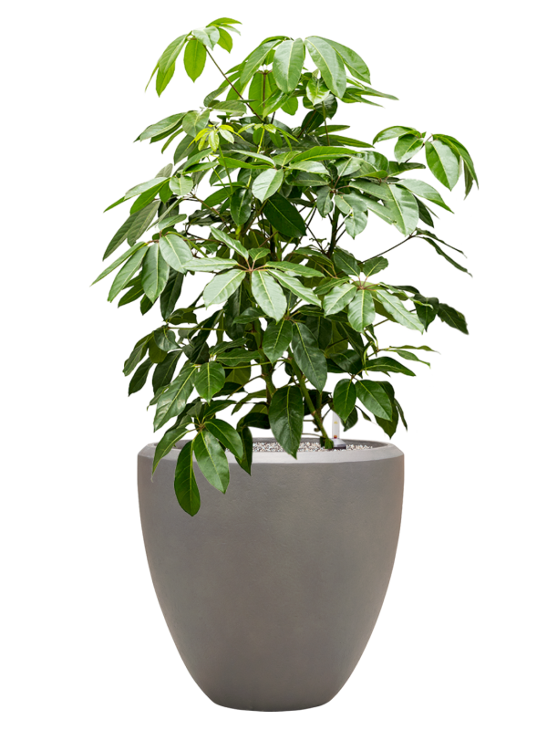 Schefflera actinophylla 'Amate' en Baq Nucast