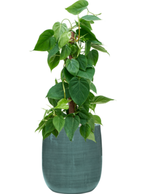 Philodendron scandens en Plain Striped