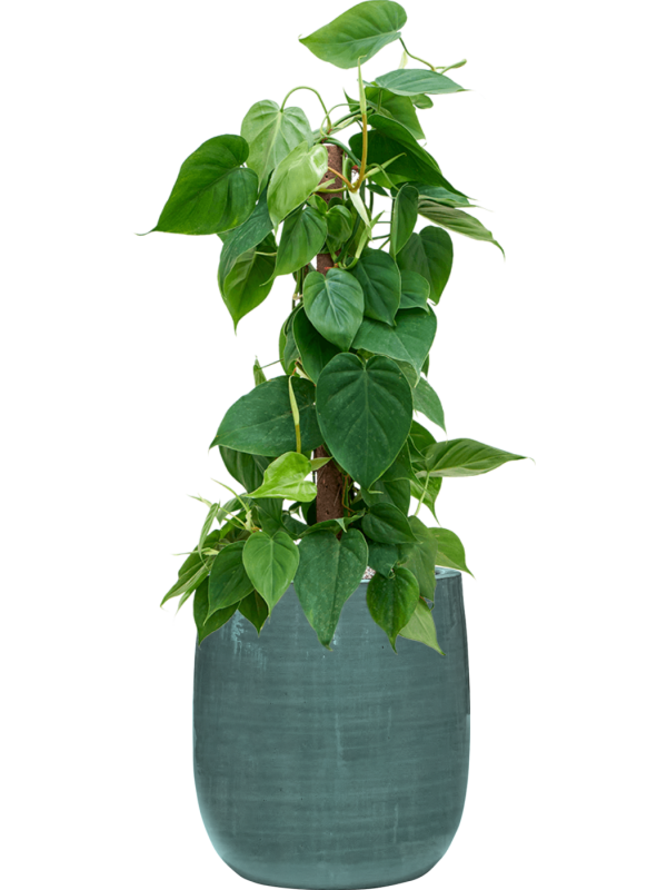 Philodendron scandens en Plain Striped, Private label