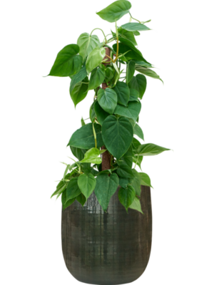 Philodendron scandens en Plain Striped