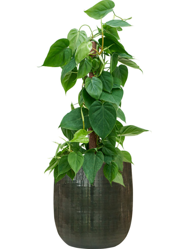 Philodendron scandens en Plain Striped, Private label
