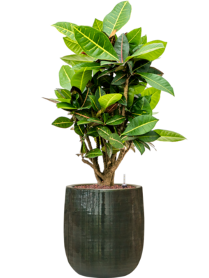 Croton (Codiaeum) variegatum 'Petra' en Plain Striped