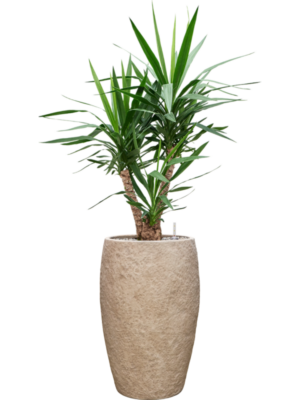 Yucca elephantipes en Coast Mountains