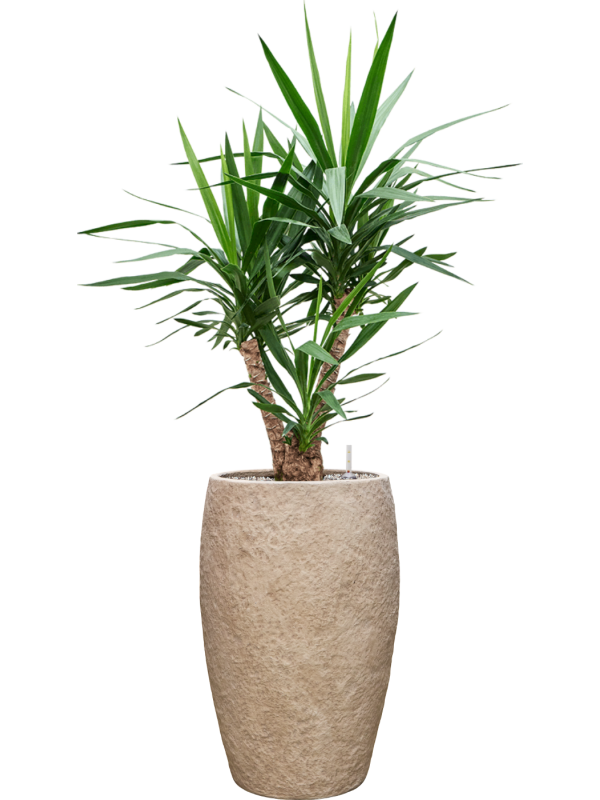 Yucca elephantipes en Coast Mountains, Private label