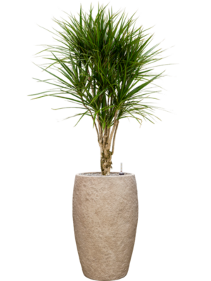 Dracaena marginata en Coast Mountains