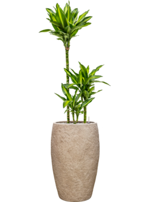 Dracaena fragrans 'Cintho' en Coast Mountains