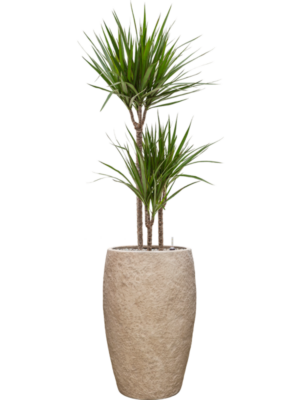 Dracaena marginata en Coast Mountains