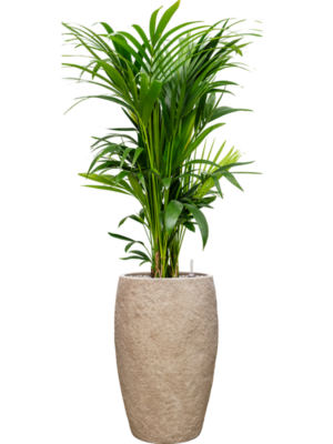 Kentia (Howea) forsteriana en Coast Mountains