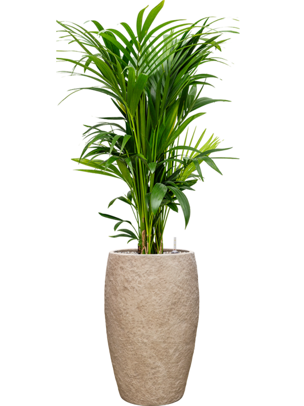 Kentia (Howea) forsteriana en Coast Mountains, Private label