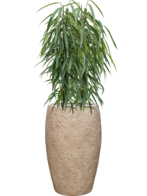Ficus binnendijkii 'Alii' en Coast Mountains