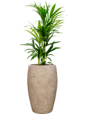 Kentia (Howea) forsteriana en Coast Mountains