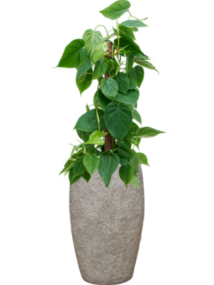 Philodendron scandens en Coast Mountains