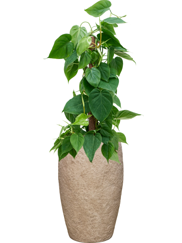 Philodendron scandens en Coast Mountains, Private label