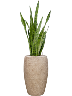 Sansevieria zeylanica en Coast Mountains