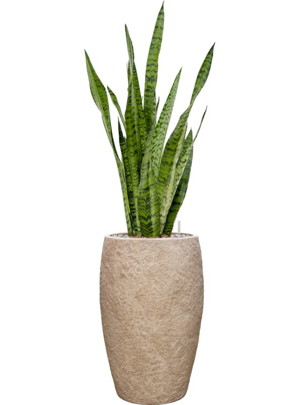 Sansevieria zeylanica en Coast Mountains, Private label