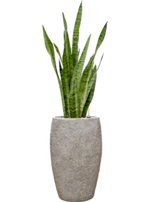 Sansevieria zeylanica en Coast Mountains