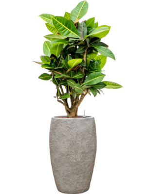 Croton (Codiaeum) variegatum 'Petra' en Coast Mountains