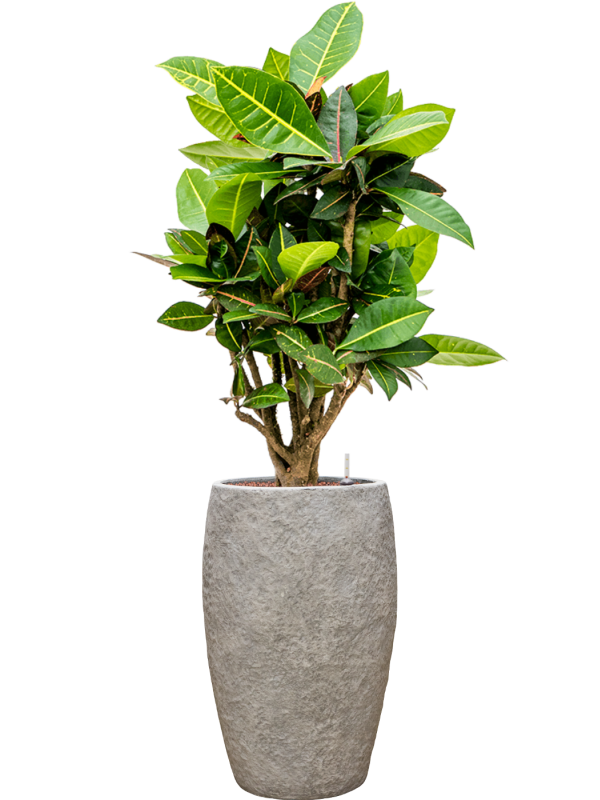 Croton (Codiaeum) variegatum 'Petra' en Coast Mountains, Private label