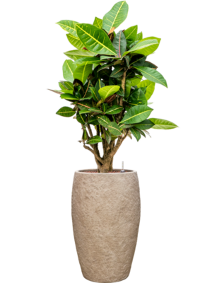 Croton (Codiaeum) variegatum 'Petra' en Coast Mountains