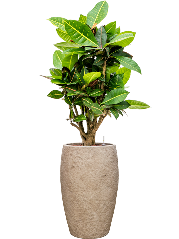 Croton (Codiaeum) variegatum 'Petra' en Coast Mountains, Private label