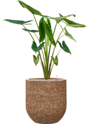 Alocasia zebrina en Baq Naturescast