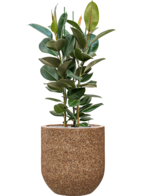 Ficus elastica 'Robusta' en Baq Naturescast