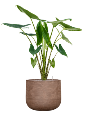 Alocasia zebrina en Baq Algar