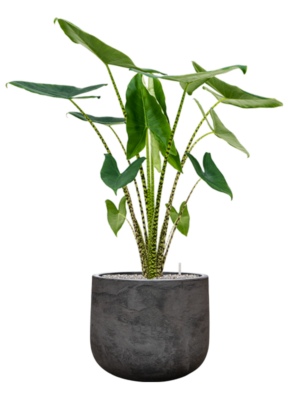 Alocasia zebrina en Baq Algar