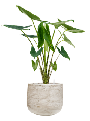 Alocasia zebrina en Baq Algar