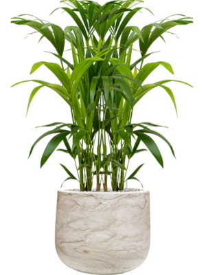 Kentia (Howea) forsteriana en Baq Algar