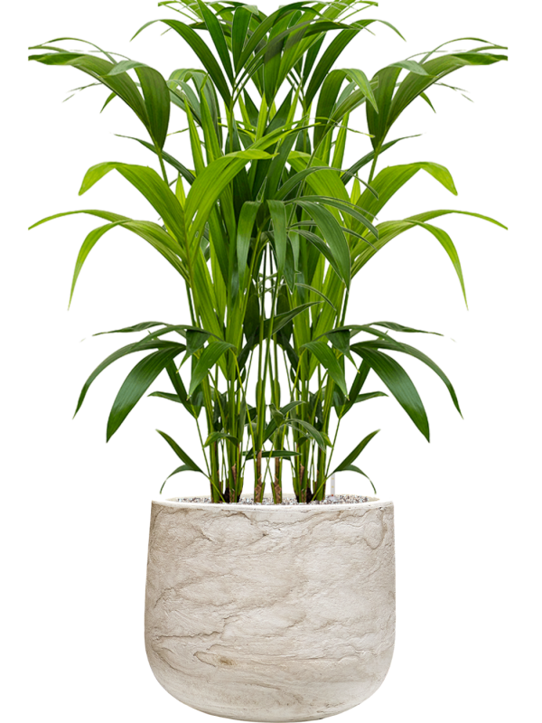 Kentia (Howea) forsteriana en Baq Algar