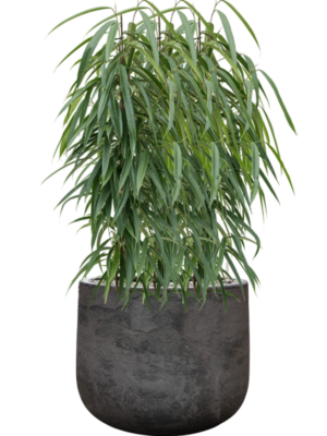 Ficus binnendijkii 'Alii' en Baq Algar