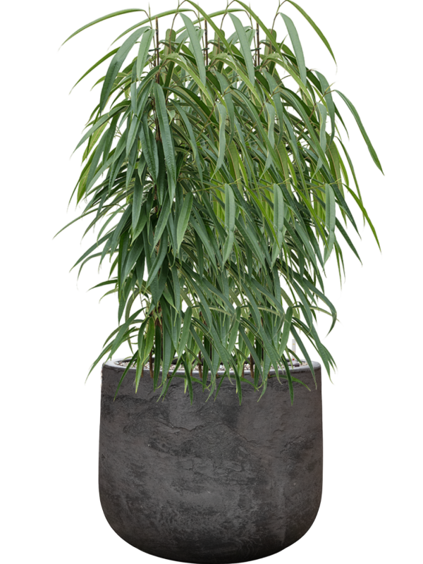 Ficus binnendijkii 'Alii' en Baq Algar