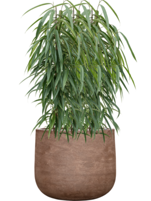 Ficus binnendijkii 'Alii' en Baq Algar