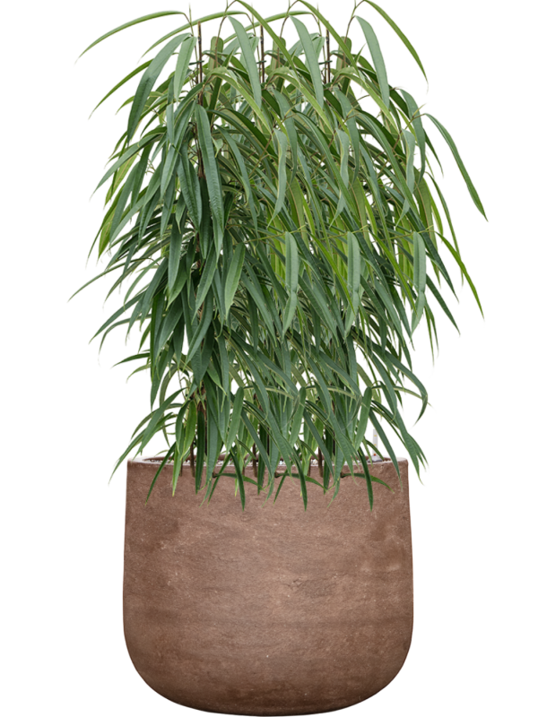 Ficus binnendijkii 'Alii' en Baq Algar