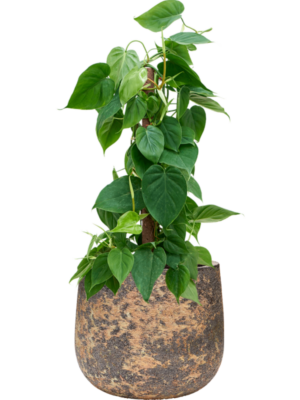 Philodendron scandens en Baq Atlas