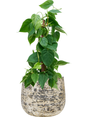 Philodendron scandens en Baq Atlas
